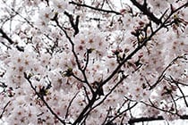 第173回　B＆amp;M151A「今年も桜がきれいに咲きました」