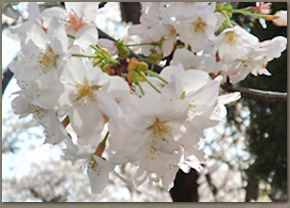東芝病院への道の桜の様子（07年3月30日撮影）