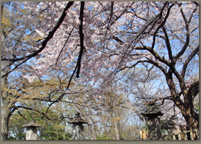 池上本門寺の桜の様子（07年3月30日撮影）