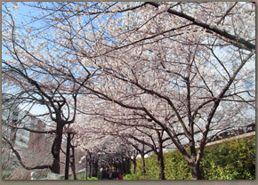 目黒川沿いの桜の様子（07年3月30日撮影）