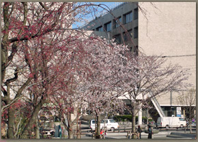 中央公園の桜の様子（07年3月30日撮影）