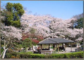 戸越公園の桜の様子（07年3月30日撮影）
