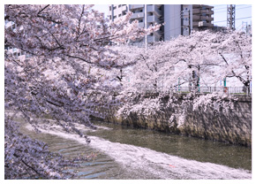 目黒川沿いの桜並木