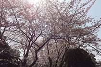 第162回　B&M151A「満開の桜が葉桜になっていく様子をお届けします」