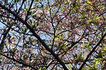 第174回　B&M151A「満開の桜が葉桜になっていく様子をお届けします」