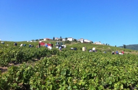 フランスのブドウ畑