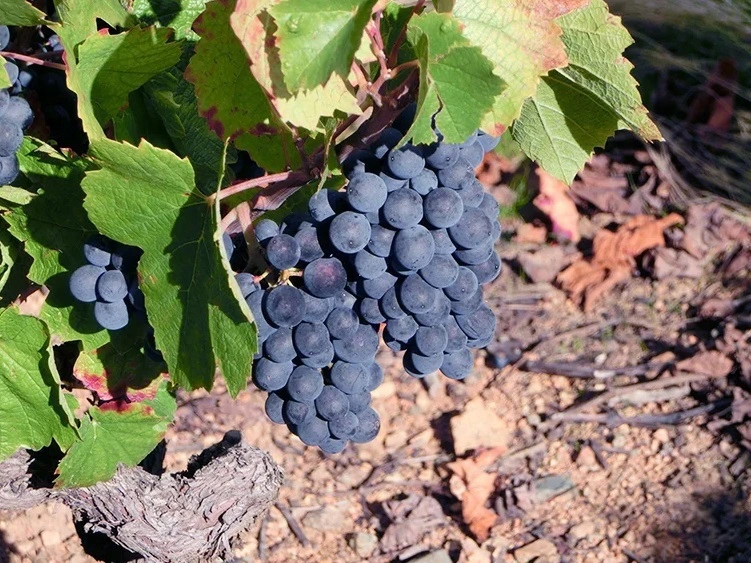 ブドウを収穫する様子