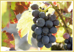 ボジョレーヌーヴォー