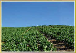 ボジョレーヌーヴォー