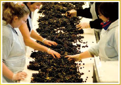 ボジョレーヌーヴォー